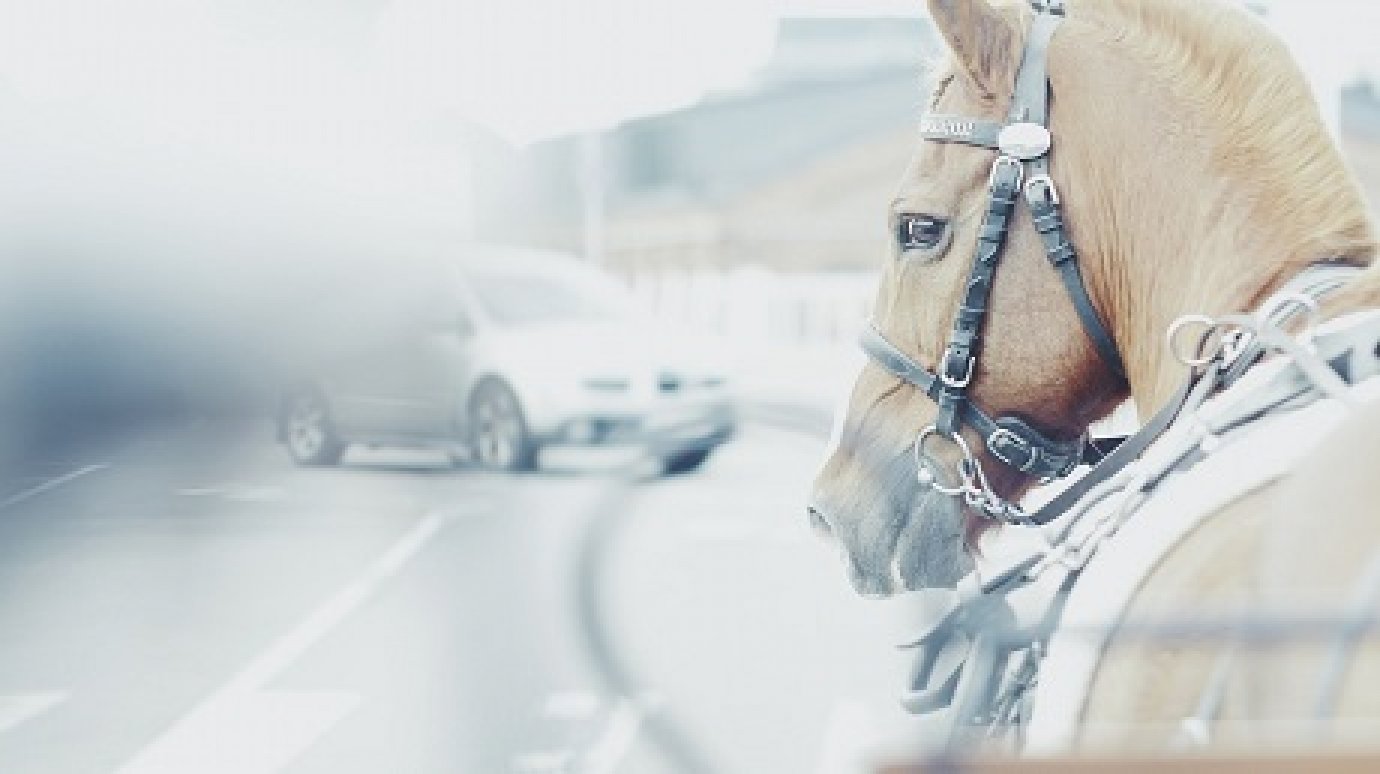 В Пачелмском районе коневоды заплатят за устроенное лошадьми ДТП 500 тысяч