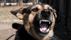 Собака загрызла пятилетнюю дочь хозяев под Калининградом