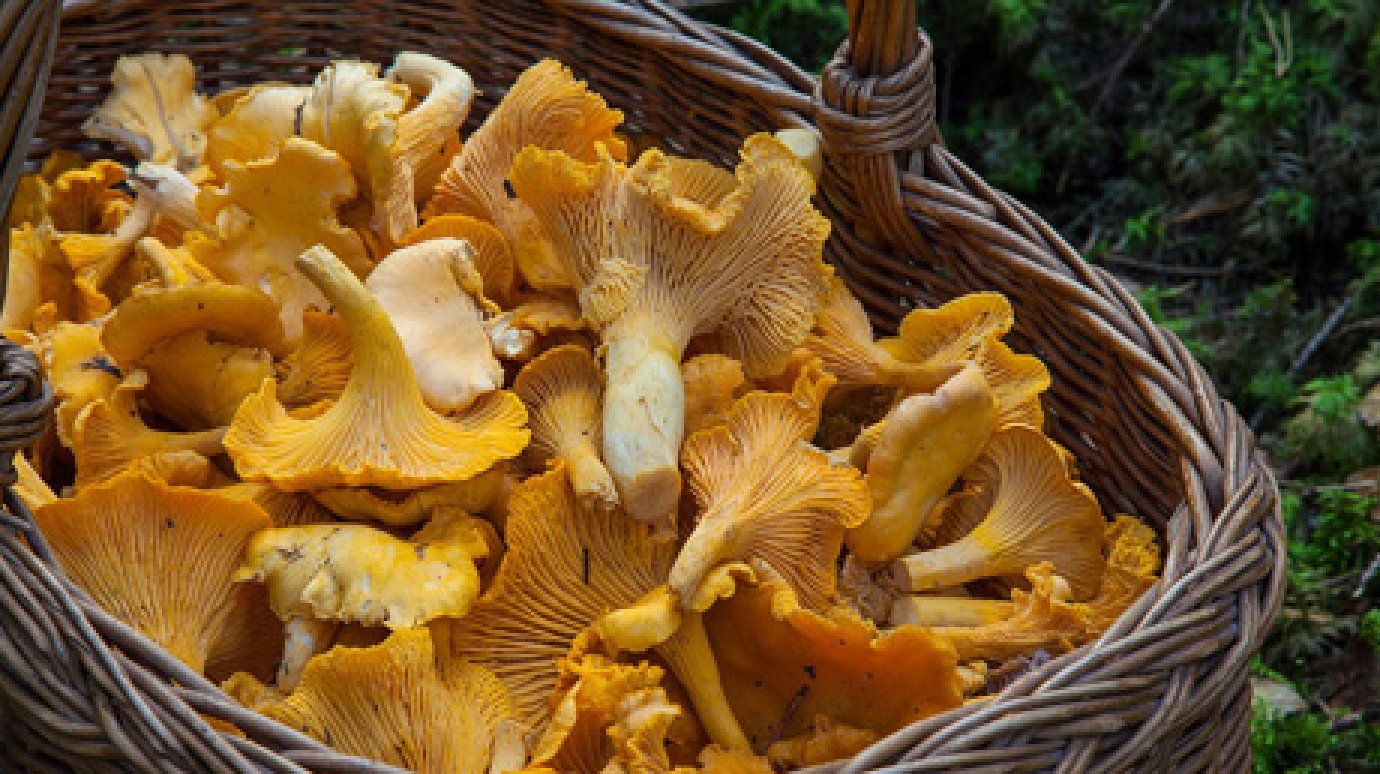 В Пензенской области любителям грибов напомнили об их вреде