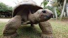 На Галапагосах похитили более сотни гигантских черепах