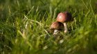 Пенсионер из Лопатина и его 7-летний внук пошли за грибами и заблудились