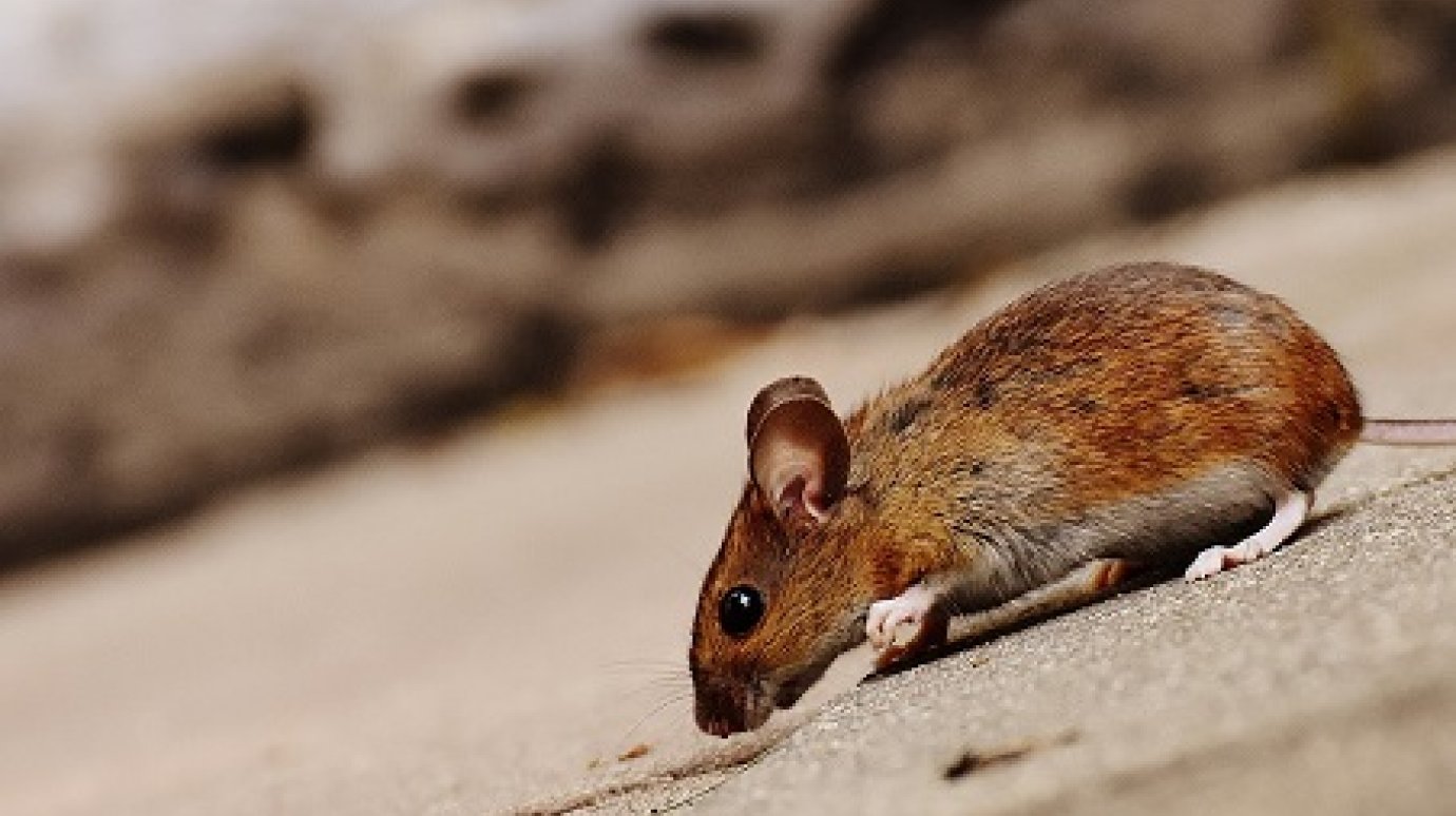 В Пензенской области на треть выросла заболеваемость мышиной лихорадкой