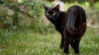 17 ноября побалуйте черных котов