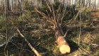 В Камешкирском районе браконьеры срубили сосны и березы