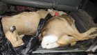 В Сосновоборском районе браконьеры убили двух косуль