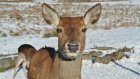 За праздники в Пензенской области браконьеры убили косулю и куницу