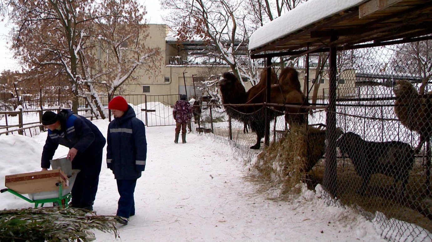 В Пензенском зоопарке животные лакомятся новогодними елками