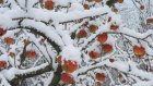 13 января поздравим газетчиков и стряхнем снег с яблонь