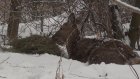 В Пензенской области начался зимний учет охотничьих животных