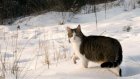 26 января понаблюдаем за кошками