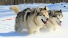 В Пензенском районе ездовые собаки будут соревноваться в резвости