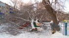 На Ударной улице на детскую площадку рухнуло крупное дерево