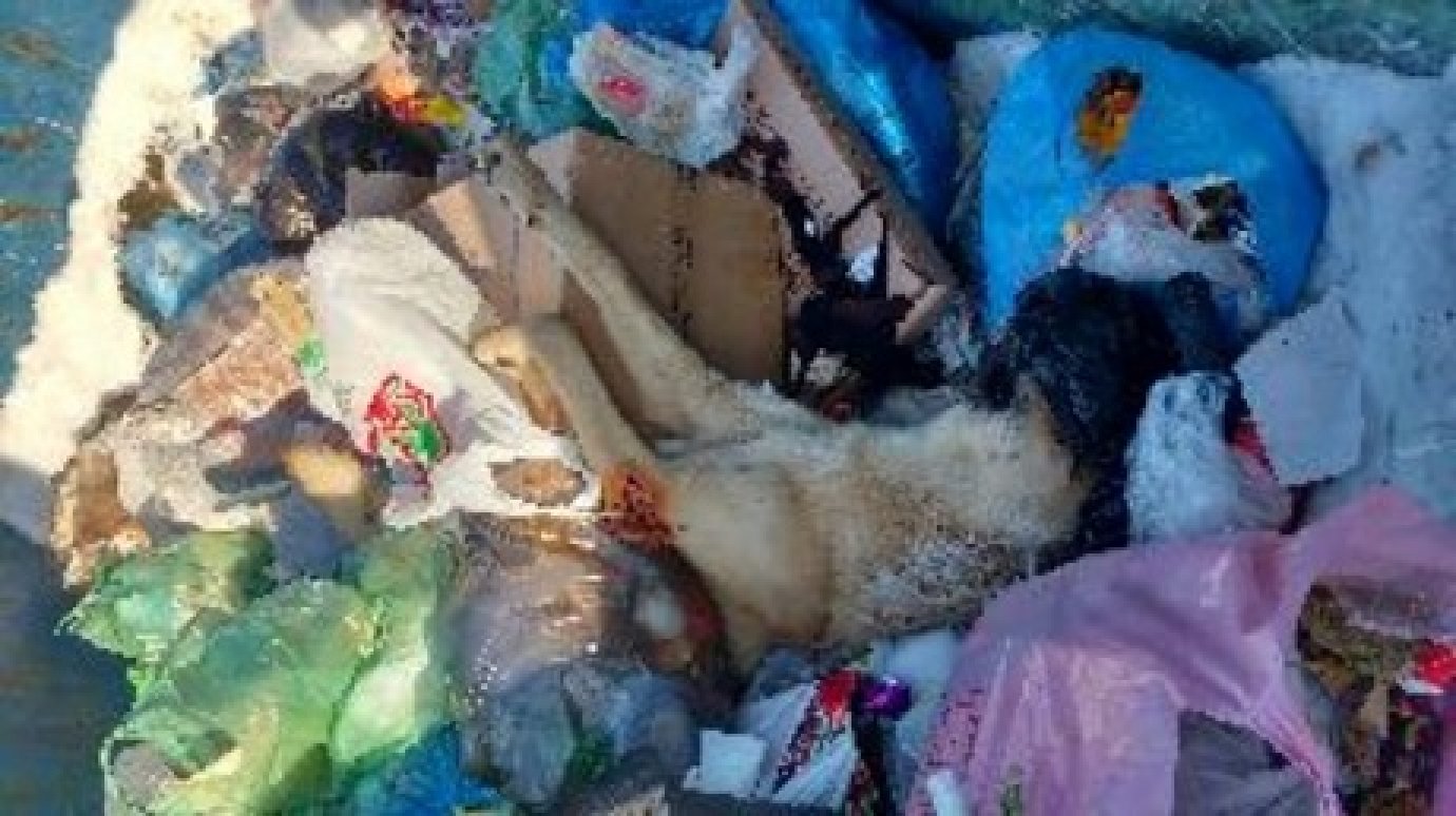 Соцсети: улицы Кузнецка усеяны трупами собак
