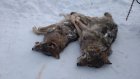 В Городищенском районе охотники убили трех волчиц