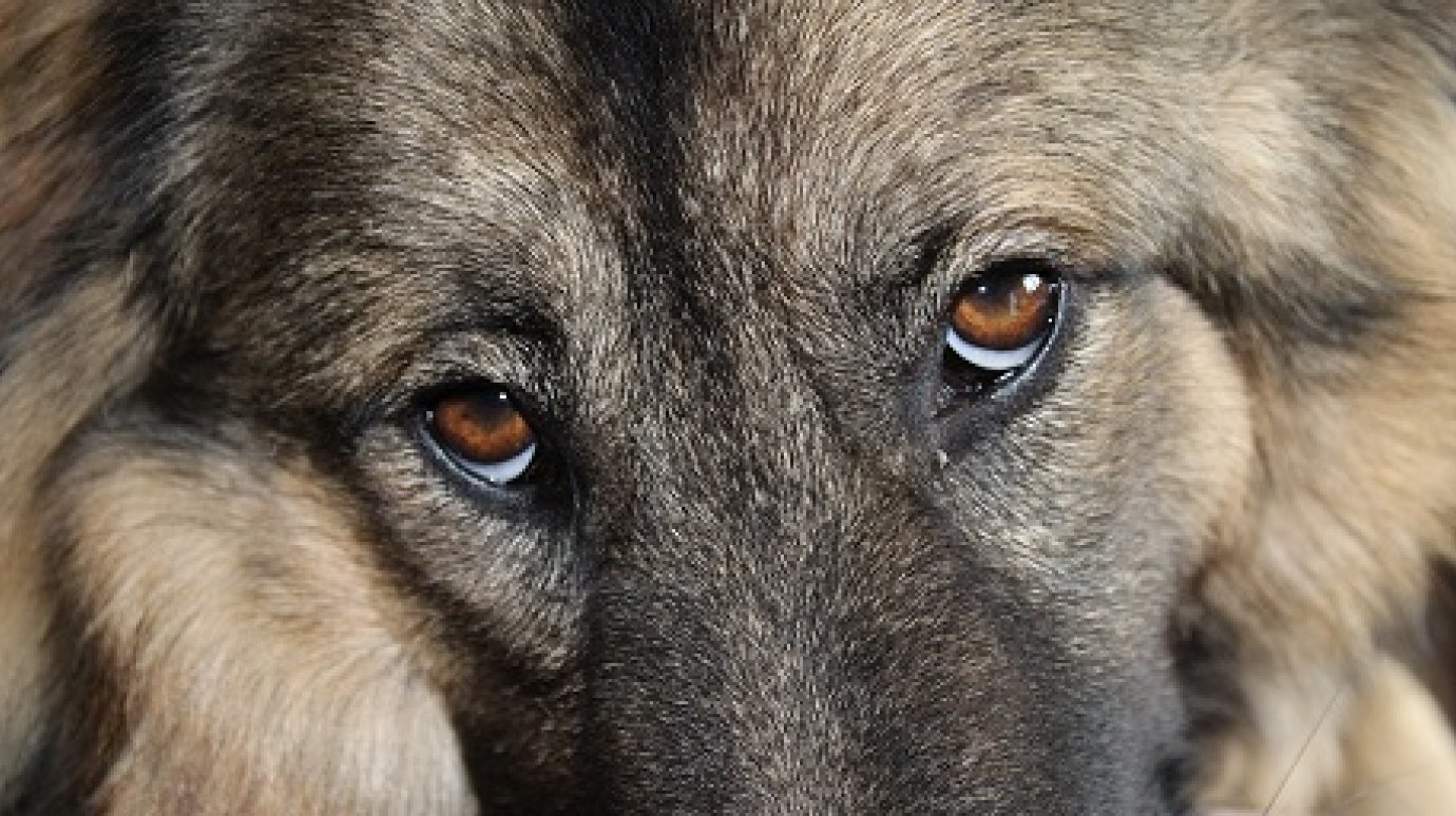 В Кузнецке отказались от услуг кооператива, взявшегося за отлов собак