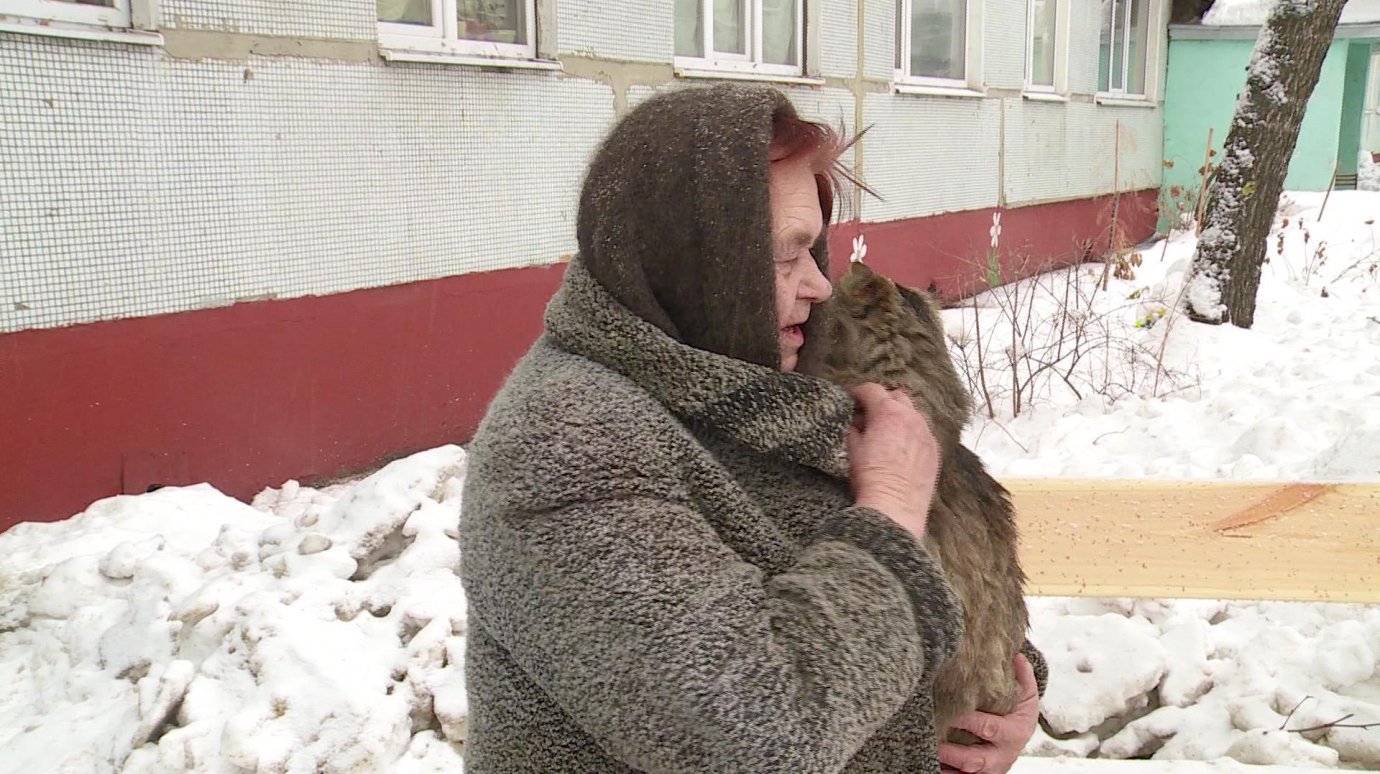 На улице Ладожской женщина боится не прокормить бездомных кошек