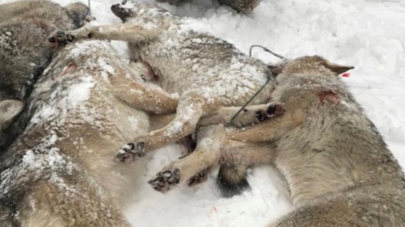 В Никольском районе застрелили трех волков и волчицу