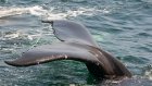 19 февраля - Всемирный день кита