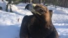 В Пензенском зоопарке могильник Куся поздравила орнитологов с праздником
