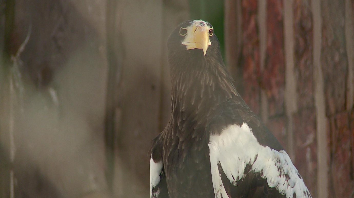 В Пензенском зоопарке отпраздновали День орнитолога