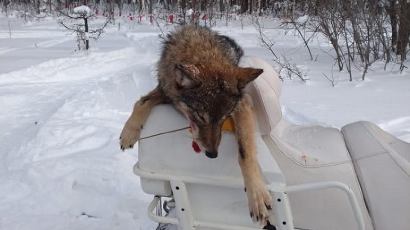 В лесах Пензенской области охотники истребляют лис и волков