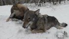 В Лунинском районе охотники застрелили волка и волчицу