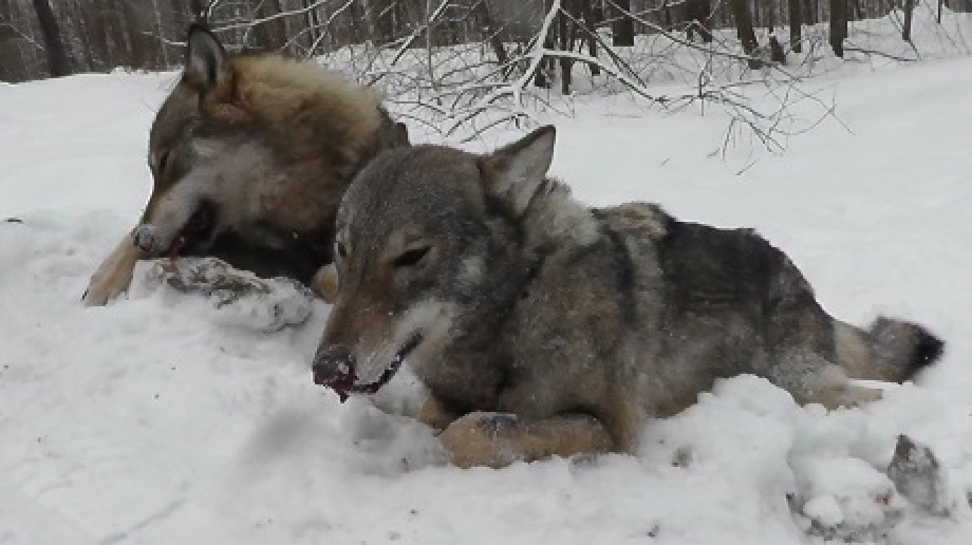 В Лунинском районе охотники застрелили волка и волчицу