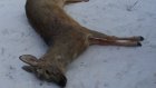 Полиция ищет браконьера, убившего косулю в Бековском районе