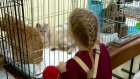 В Пензе организовали акцию «День котика»