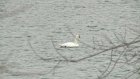 Пензячки с острова Пески впервые увидели на Суре белого лебедя