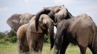 13 марта - День слона в Таиланде