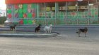 В Городище нашли организацию, которая займется бродячими собаками