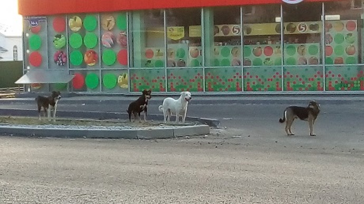 В Городище нашли организацию, которая займется бродячими собаками