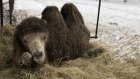 В Пензенском зоопарке родились гиббоны и белый верблюжонок