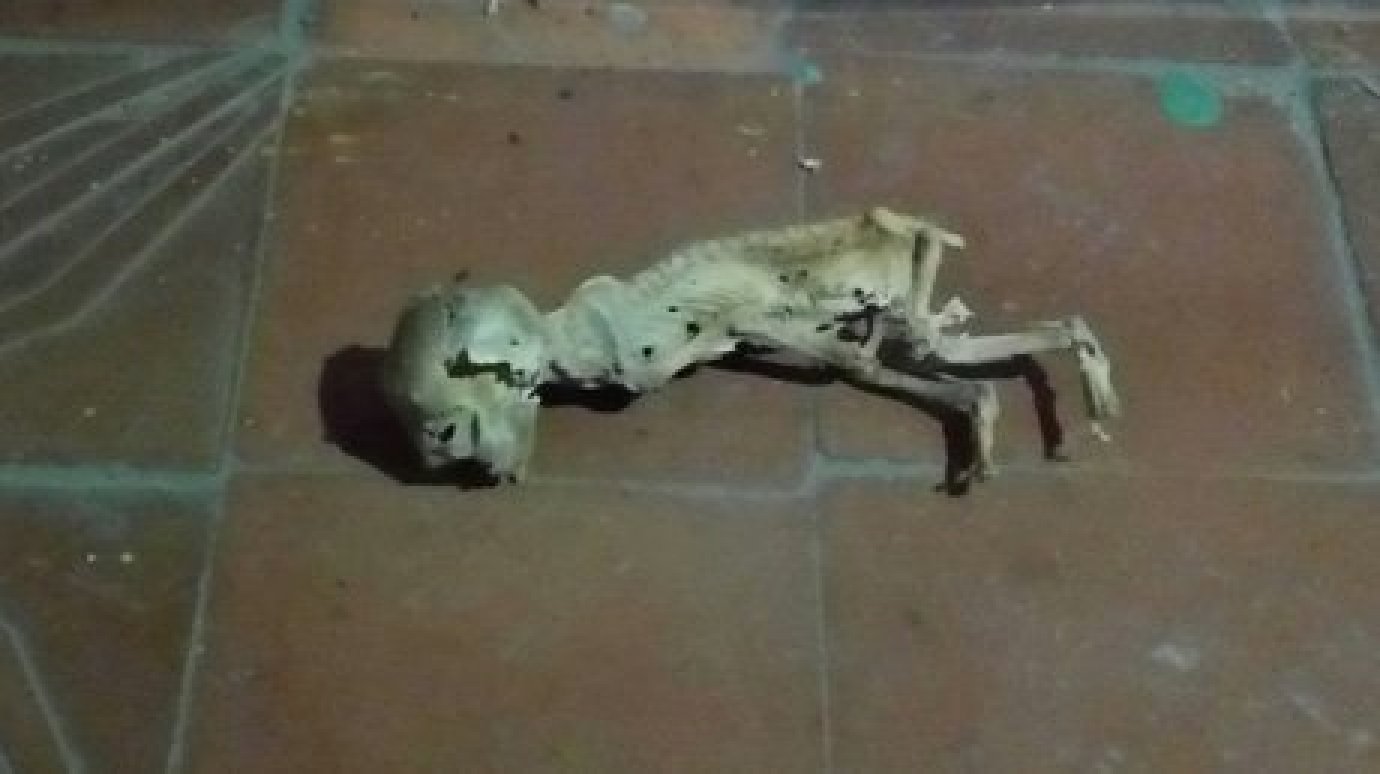 Пензенец подробно рассказал о найденном скелете
