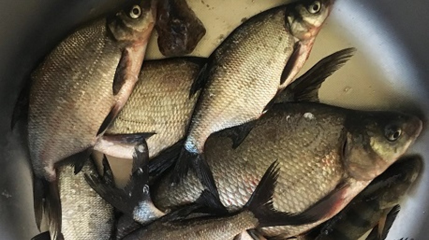В Пензенской области нашли рыбу, зараженную опасными личинками