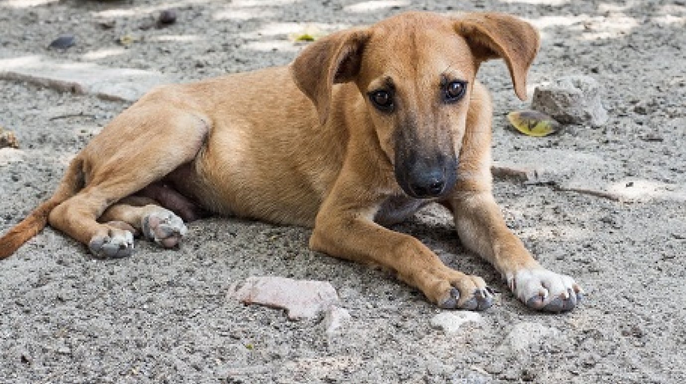 В Кузнецке «Зеленый город» за две недели отловил 14 бродячих собак