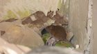 В наполовину снесенном доме на улице Шмидта поселились крысы