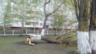На улице Ладожской во дворе школы рухнуло дерево