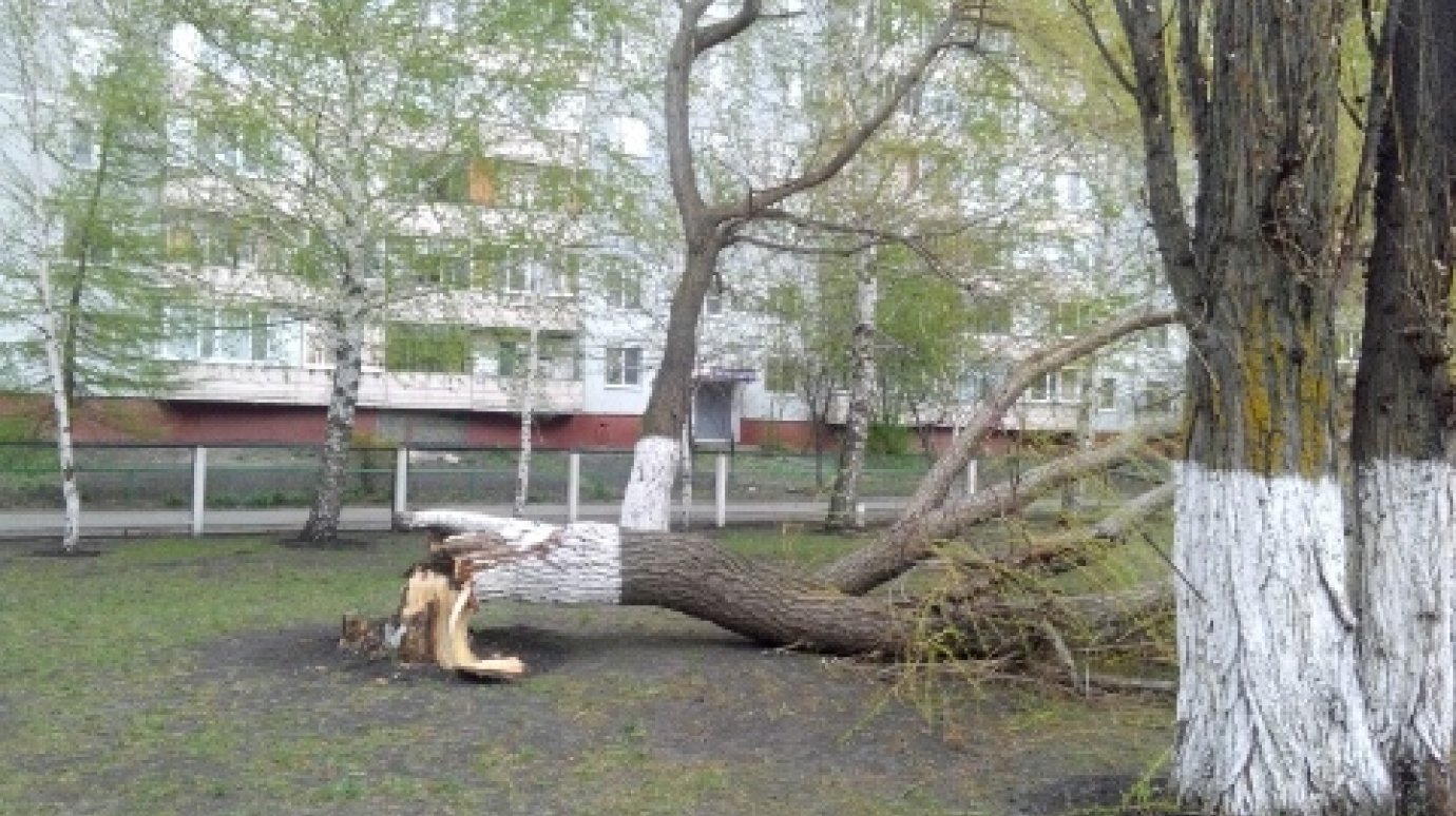 На улице Ладожской во дворе школы рухнуло дерево