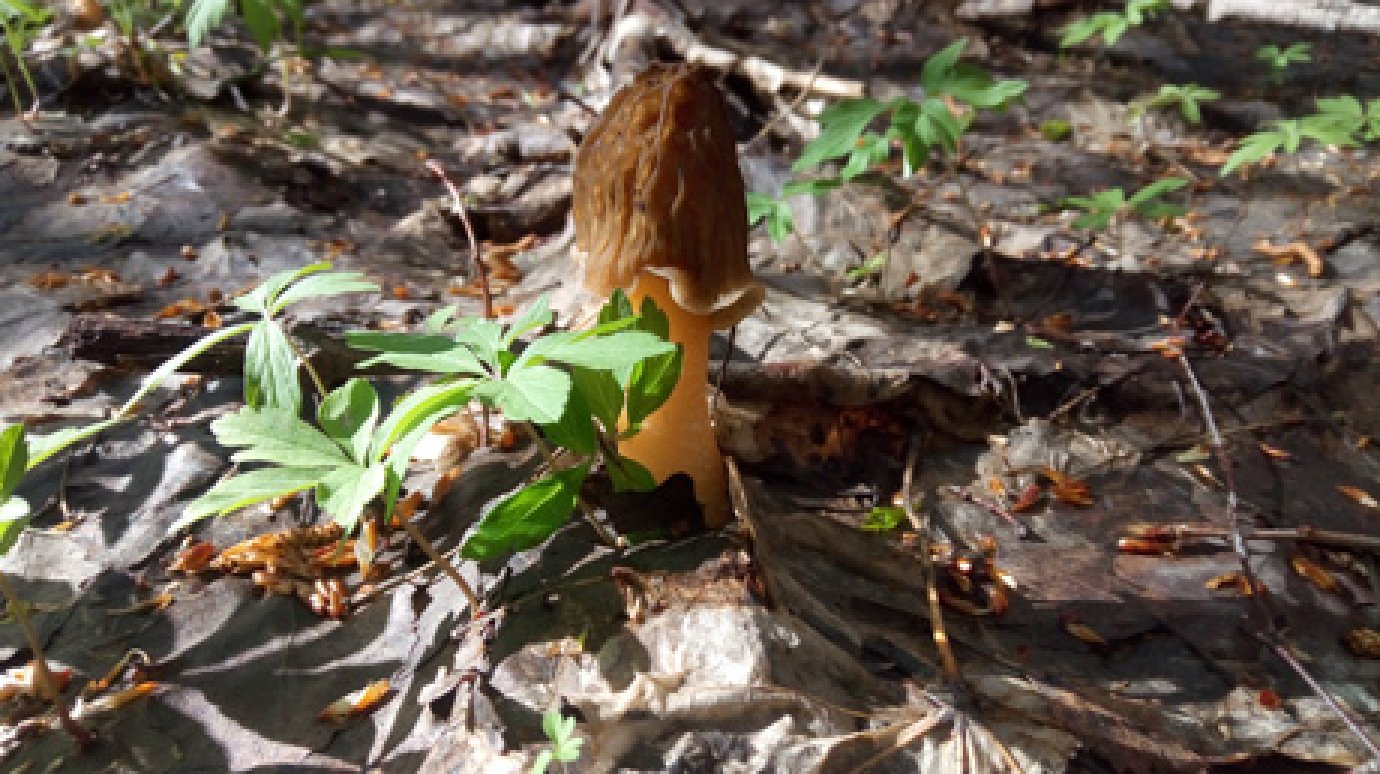 Пензячка поделилась информацией о наличии грибов в лесах