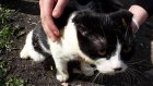 В Кузнецке спасли застрявшего на вершине дерева кота