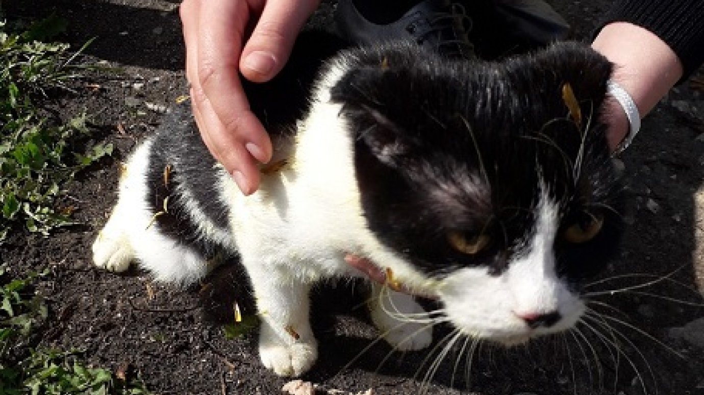 В Кузнецке спасли застрявшего на вершине дерева кота