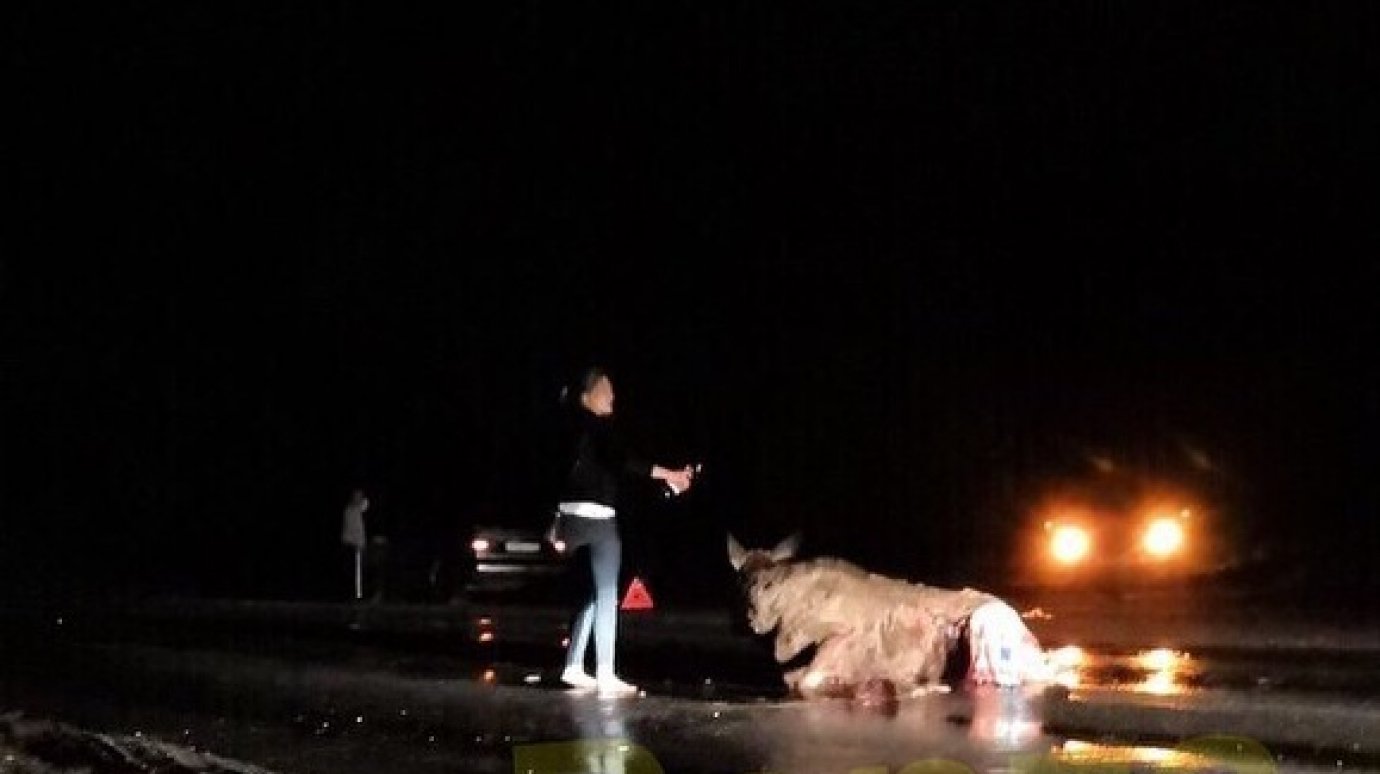 В Пензенской области за месяц в ДТП погиб второй лось