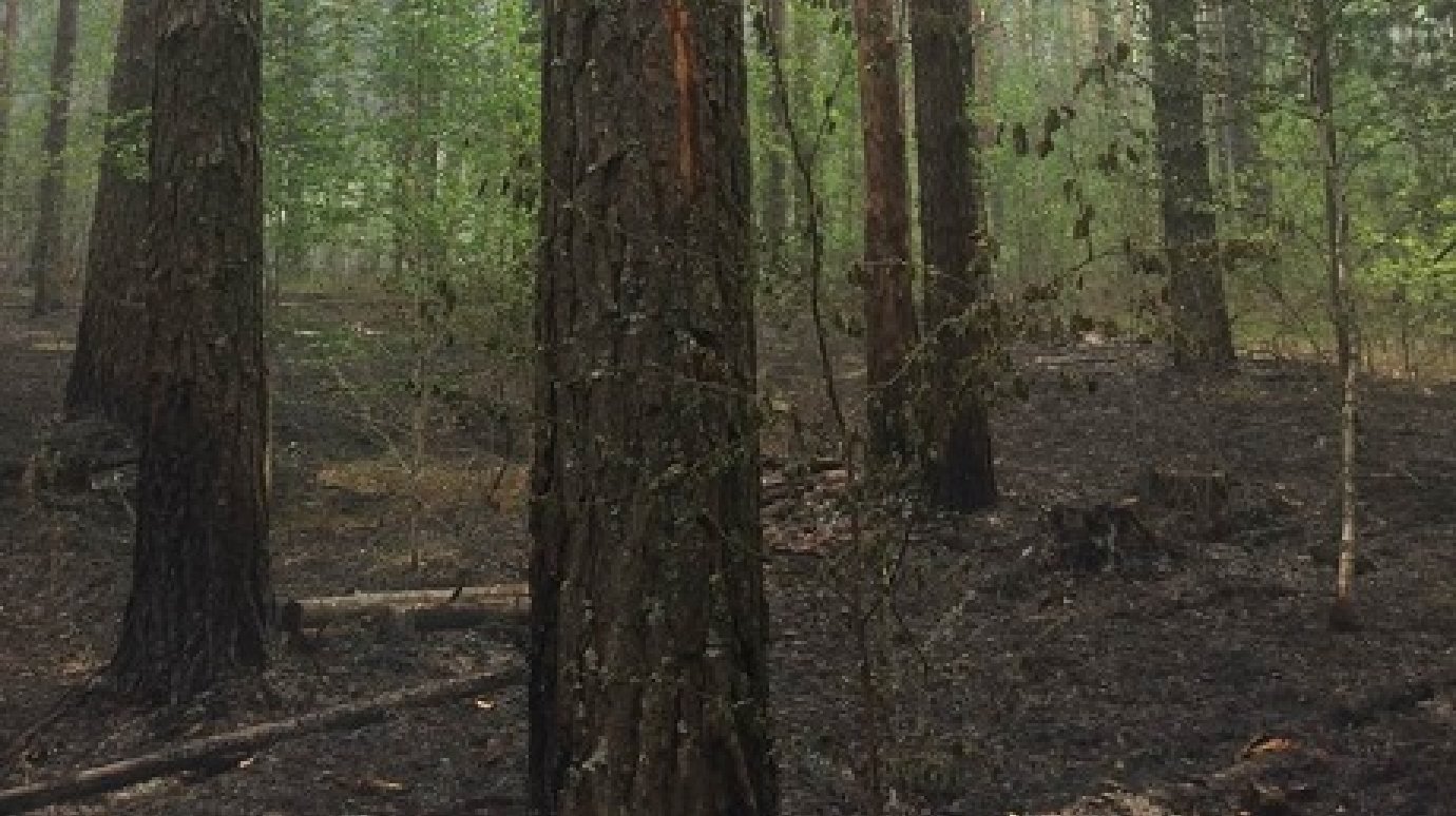 В Кузнецком районе молния стала причиной лесного пожара