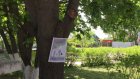 В Чаадаевке листы А4 на деревьях назвали предупреждающими табличками