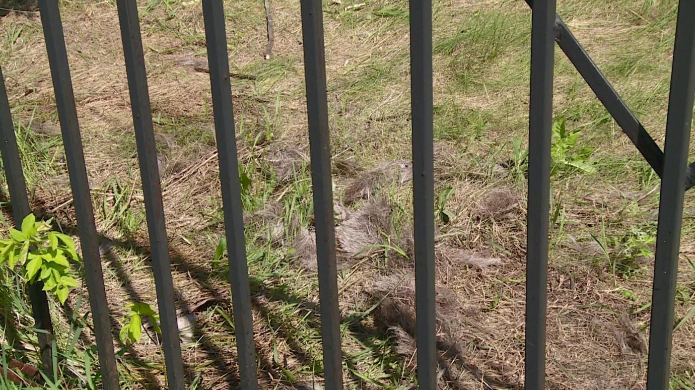 Около забора Бессоновского кладбища видели тушу мертвого лося