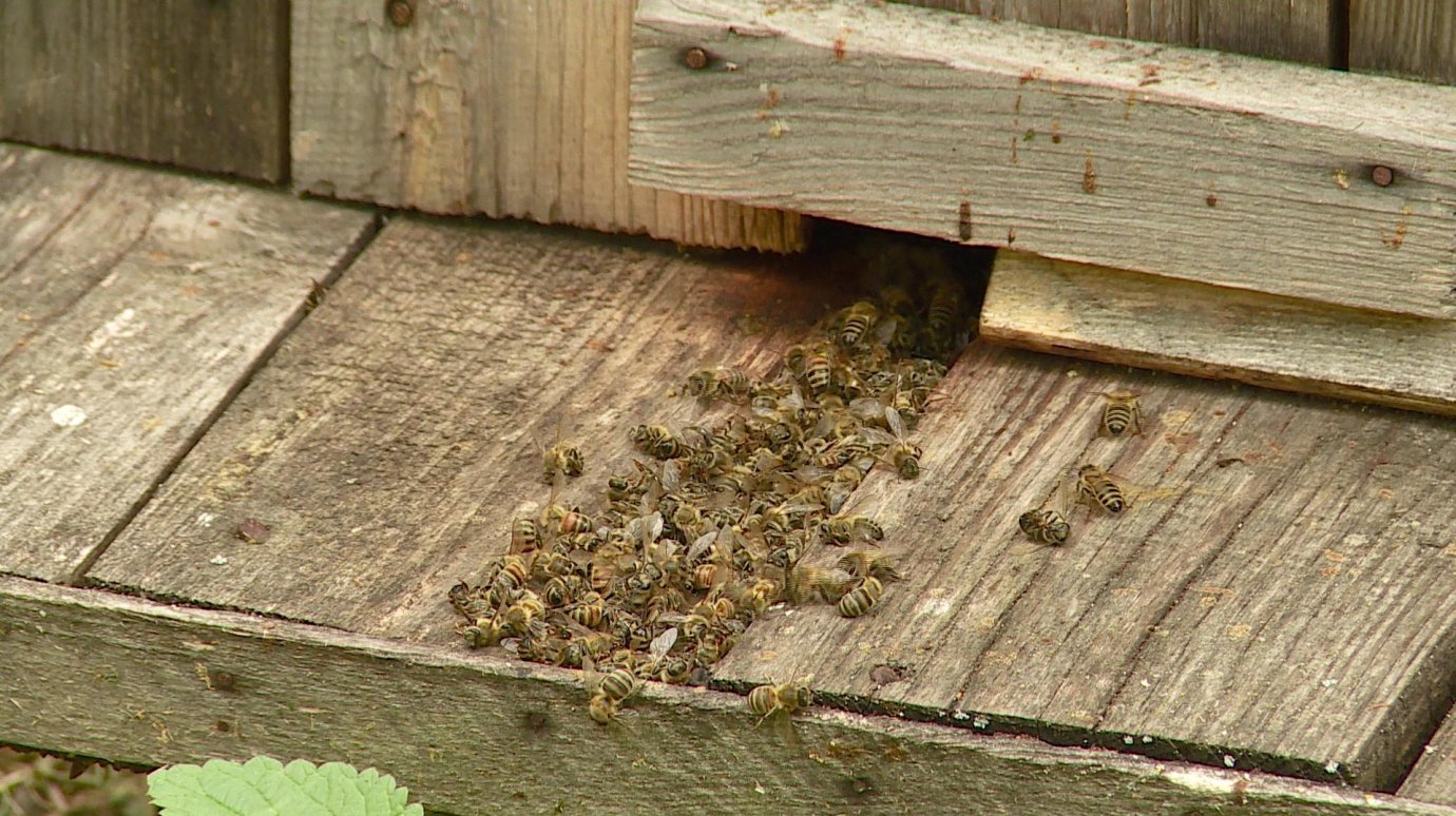 Жители села Потьма обеспокоены массовой гибелью пчел