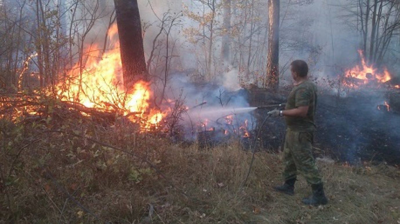 За сутки в Пензенской области потушено три лесных пожара