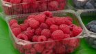 Пензенские садоводы не могут похвастаться богатым урожаем ягод